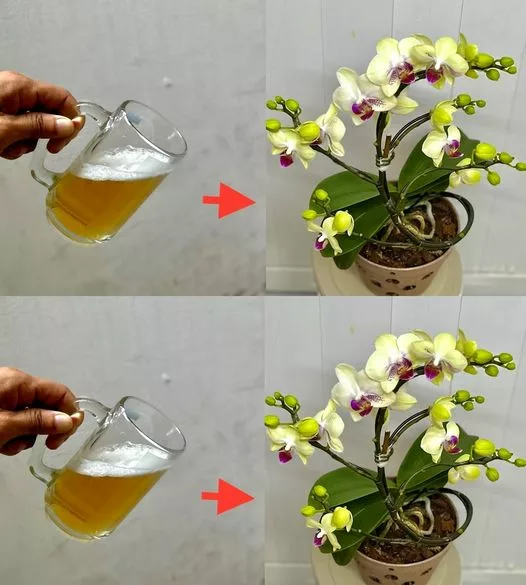 Cum să faci orhideele să înflorească pe tot parcursul anului? Adăugați un singur ingredient în apa și asta este tot.