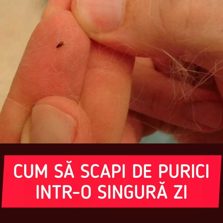 NU e o rusine! Cum scapi de purici intr-o singura zi. Pune noaptea in mijlocul camerei un bol plin cu…