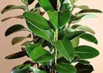 Aceasta planta ar trebui sa fie în fiecare casa. Medicii o recomanda