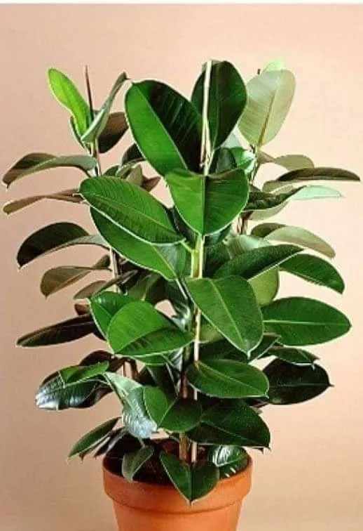 Aceasta planta ar trebui sa fie în fiecare casa. Medicii o recomanda