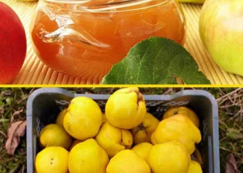 Leac pentru FICAT, STOMAC și COLON, din GUTUI și MERE