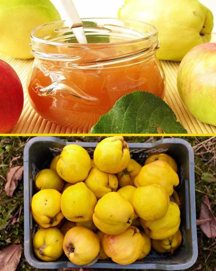 Leac pentru FICAT, STOMAC și COLON, din GUTUI și MERE