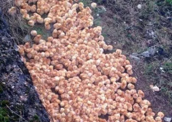 A mers prin pădure când a văzut în depărtare, pe pământ, o grămadă ciudată. Când s-a apropiat, a fost șocat și a sunat imediat la poliție