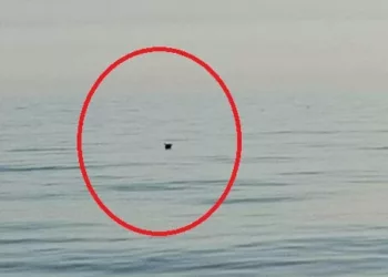 Ce a văzut un pescar român în largul Mării Negre, plutind, în apropiere de Capul Midia? A alertat imediat autoritățile. Ce s-a găsit
