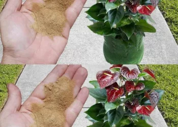 Cel mai bun fertilizator din lume pentru orice tip de plantă. Le însănătosește și le redă strălucirea imediat