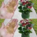 Cel mai bun fertilizator din lume pentru orice tip de plantă. Le însănătosește și le redă strălucirea imediat