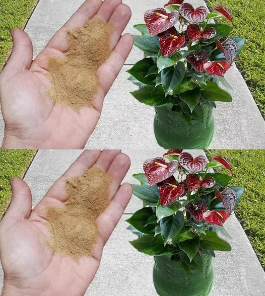 Cel mai bun fertilizator din lume pentru orice tip de plantă. Le însănătosește și le redă strălucirea imediat