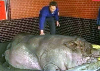 Când au intrat în curtea omului și au văzut ce monstru avea în coteț au intrat în panică: ,,Așa ceva nu s-a mai văzut niciodată!” E ireal ce s-a întâmplat când au încercat să taie porcul de 961 de kilograme!