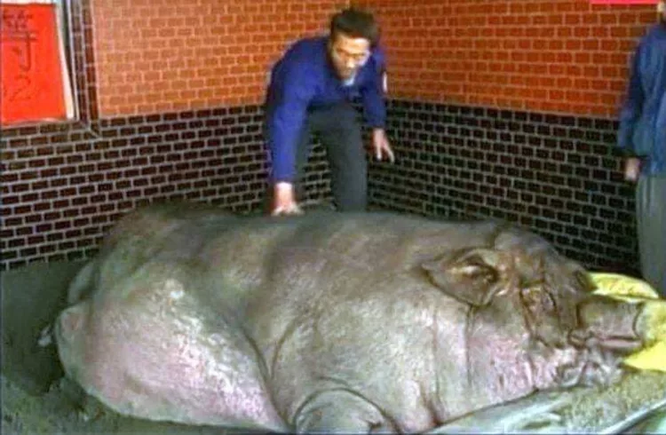 Când au intrat în curtea omului și au văzut ce monstru avea în coteț au intrat în panică: ,,Așa ceva nu s-a mai văzut niciodată!” E ireal ce s-a întâmplat când au încercat să taie porcul de 961 de kilograme!