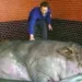 Când au intrat în curtea omului și au văzut ce monstru avea în coteț au intrat în panică: ,,Așa ceva nu s-a mai văzut niciodată!” E ireal ce s-a întâmplat când au încercat să taie porcul de 961 de kilograme!