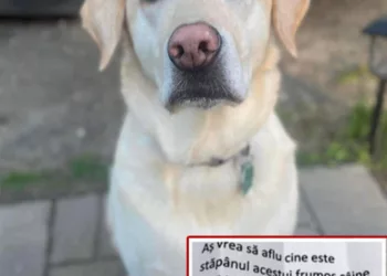 „Curioasa din fire, am scris un bilet si i l-am bagat sub zgarda. Am scris: As vrea sa aflu cine este stapanul acestui frumos caine si sa il intreb daca stie ca in fiecare dupa-amiaza doarme la mine in curte.