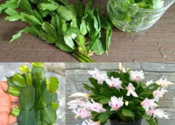 Cum să faci ca cactusul de Crăciun să crească și să înflorească tot timpul anului.