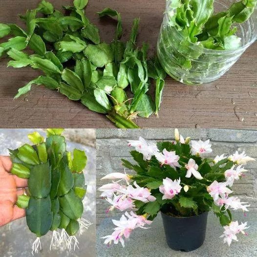 Cum să faci ca cactusul de Crăciun să crească și să înflorească tot timpul anului.