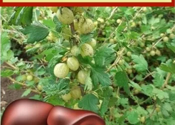 Unul dintre cei mai puternici antioxidanti din lume! Regleaza tensiunea, previne diabetul, elimina toxinele din ficat