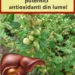 Unul dintre cei mai puternici antioxidanti din lume! Regleaza tensiunea, previne diabetul, elimina toxinele din ficat