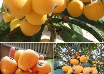 Aceasta frunza produce insulină, curăța rinichii, elimina Acidul Uric și regleaza Tensiunea Arterială