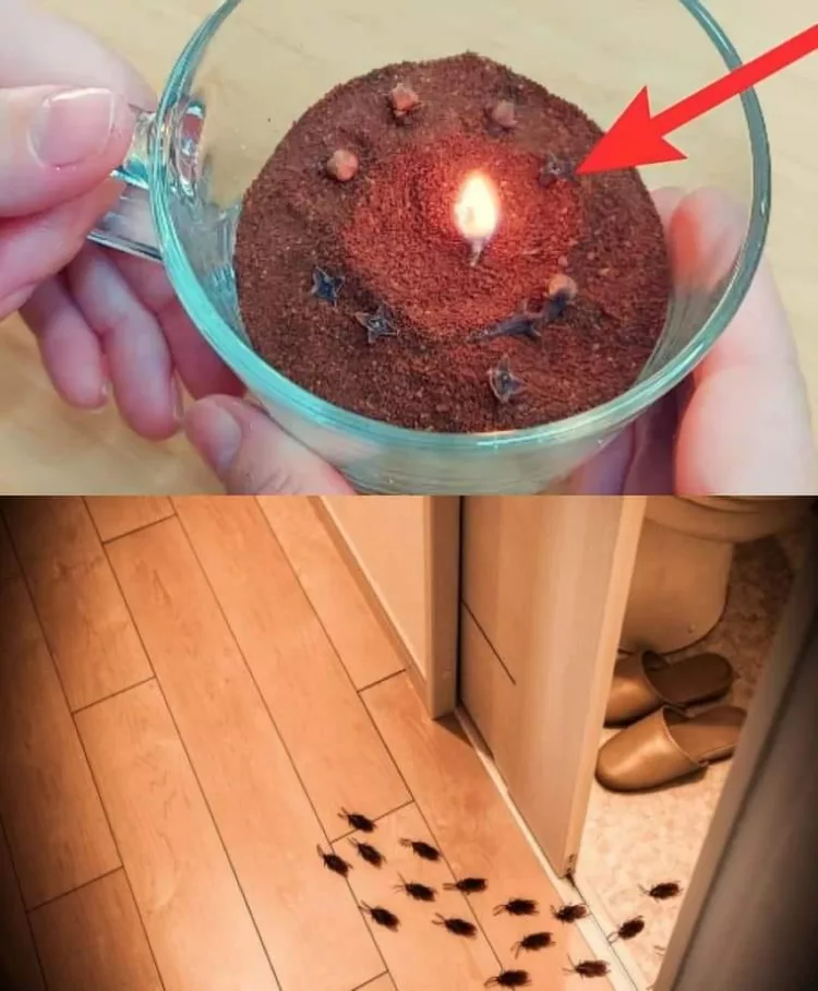 Cum să elimini gândacii, muștele și țânțarii din casa ta în mai puțin de 10 minute. Trucul care a băgat în faliment toate soluțiile de pe piață