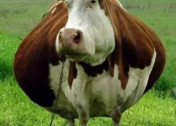 S-a intamplat intr-un sat din Maramures. Au avut un SOC atunci cand au vazut ce a fatat vaca. Nimeni nu gaseste o explicatie pentru asta…