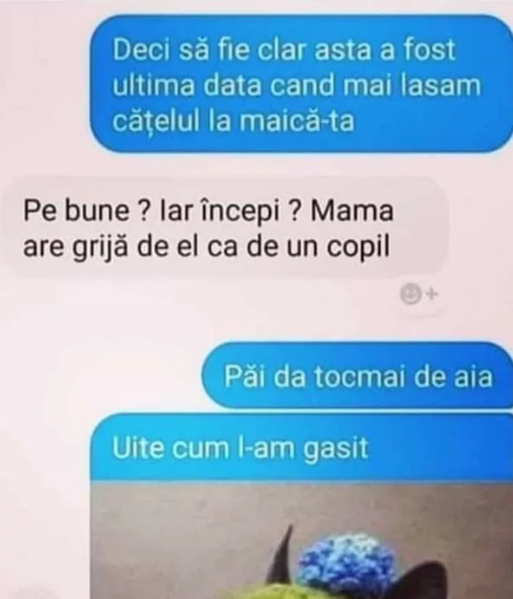 Deci sa fie clar. E ultima data cand lasam catelul la mama ta