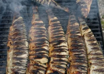 Cel mai sănătos pește. Este de 1.500 de ori mai eficient decât medicamentele