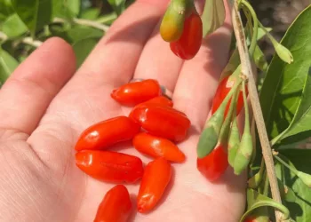 Un fruct nebănuit este o adevărată comoară pentru sănătate! Mulți români nu știu cât de sănătos este