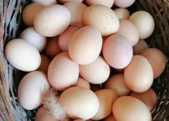 Incredibil cât a ajuns să coste un ou de țară. Este mai scump decât un kilogram de mere