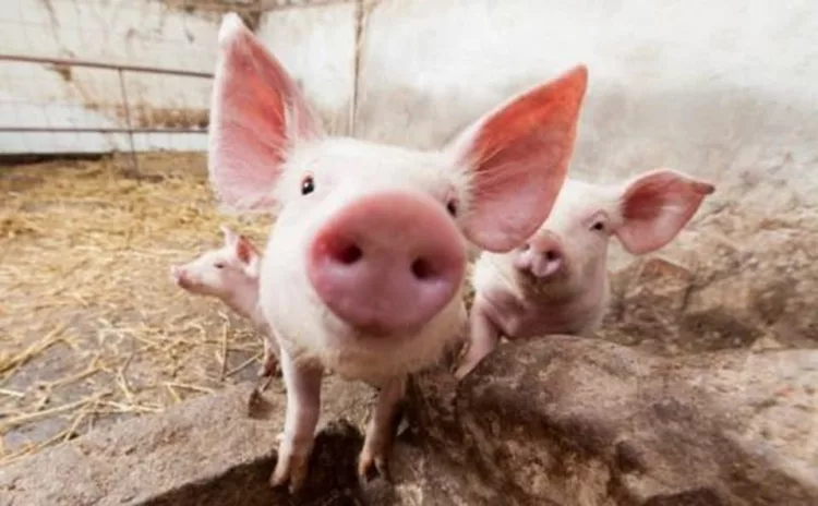 Porcii crescuți în gospodărie nu mai pot fi vânduți | ANSVSA, noi norme la Legea porcului