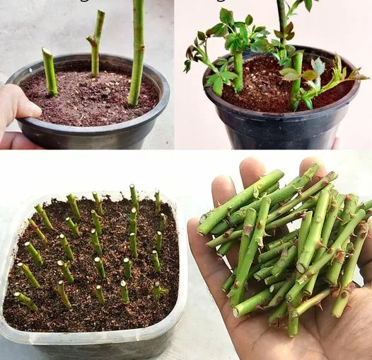 Cum să înmulțești trandafirii foarte simplu.