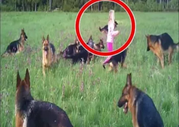 14 ciobănești germani au înconjurat o fetiță. Copila a ridicat mâinile la cer și ceva incredibil s-a întâmplat. Peste 5 milioane de oameni au urmărit imaginile.