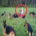 14 ciobănești germani au înconjurat o fetiță. Copila a ridicat mâinile la cer și ceva incredibil s-a întâmplat. Peste 5 milioane de oameni au urmărit imaginile.