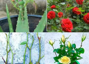 Uniți o frunză de Aloe vera și un butaș de trandafir. Veți rămâne surprinși de rezultat