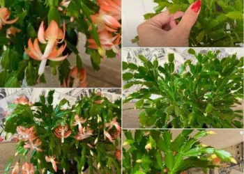 Ingrijire Cactusul Craciunului sau Craciunita. Ce trebuie sa faci ca sa creasca si sa infloreasca tot timpul anului.