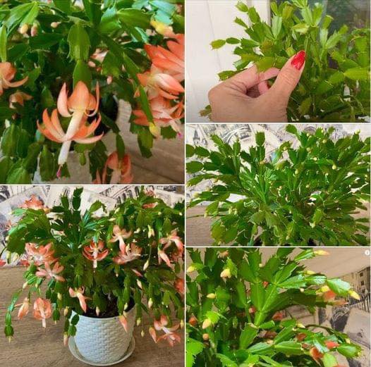 Ingrijire Cactusul Craciunului sau Craciunita. Ce trebuie sa faci ca sa creasca si sa infloreasca tot timpul anului.