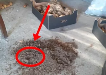 A cumpărat un sac de cartofi de la târg și, când a ajuns acasă, a avut parte de o surpriză neașteptată! Ce se afla în sac?