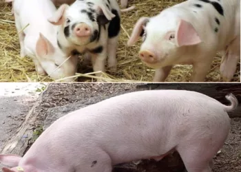 Am făcut calculul! Câți lei costă să crești UN PORC în România, în 2023