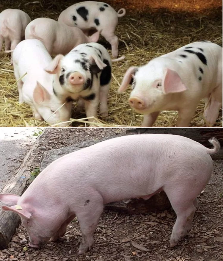 Am făcut calculul! Câți lei costă să crești UN PORC în România, în 2023