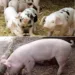 Am făcut calculul! Câți lei costă să crești UN PORC în România, în 2023