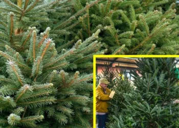 A cumpărat un brad din piață, dar când a ajuns cu el acasă a realizat ce era ascuns în el. A țipat la soție și copii să iasă din casă și a chemat poliția de urgență