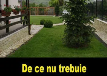 Nu ar trebui să plantezi un brad lângă casa ta niciodată