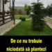 Nu ar trebui să plantezi un brad lângă casa ta niciodată