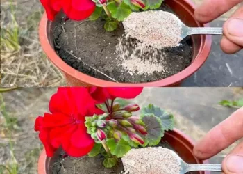 Adaugă 3 lingurițe: plantele înfloresc, iar cele cu probleme prind viață, devin verzi și se înfrumusețează!