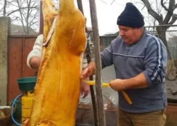 Minune într-o gospodărie din Sălaj! Ce a găsit un bărbat înauntrul porcului său, pe care tocmai îl tăiase