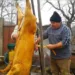 Minune într-o gospodărie din Sălaj! Ce a găsit un bărbat înauntrul porcului său, pe care tocmai îl tăiase