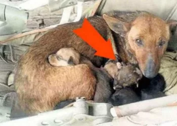 Sub geamul casei sale era un câine cu puii lui, dar când s-a uitat mai bine, printre căței a văzut ceva de neimaginat