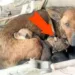 Sub geamul casei sale era un câine cu puii lui, dar când s-a uitat mai bine, printre căței a văzut ceva de neimaginat