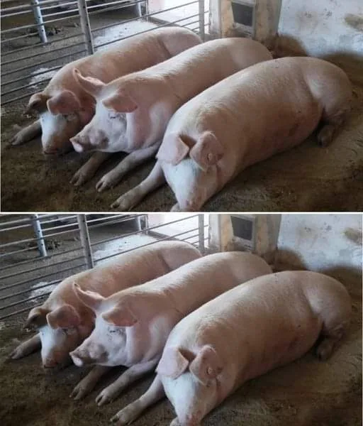 Cât se pierde din greutatea porcului după tăiere. Cu câtă carne rămânem după ce cumpărăm porc „în viu”