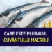 Care este pluralul cuvântului macrou? Puțini români știu