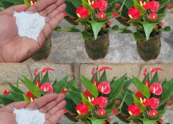 Plante luxuriante și viguroase: Doar adăugați un vârf din acest ingredient în pământ