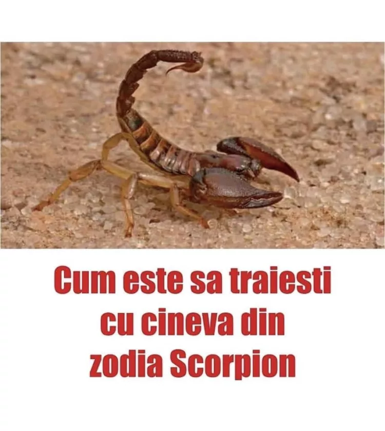 Cum este sa traiesti cu cineva din zodia Scorpion: ce obiceiuri are…