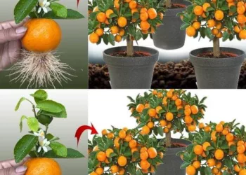 Nu mai cumpăra mandarine: învață să le plantezi pentru a le avea acasă la nesfârșit